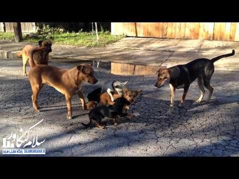 معضلات سگ های ولگرد در شهرستان کنگاور