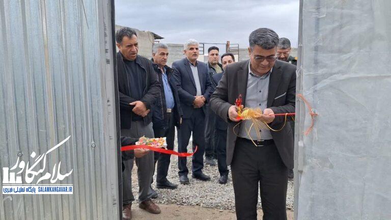 افتتاح گلخانه تولید محصولات خارج از فصل