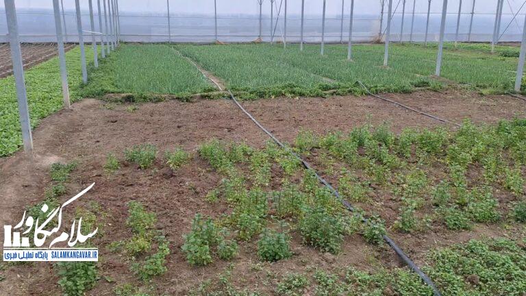 افتتاح گلخانه محصولات خارج از فصل در کنگاور