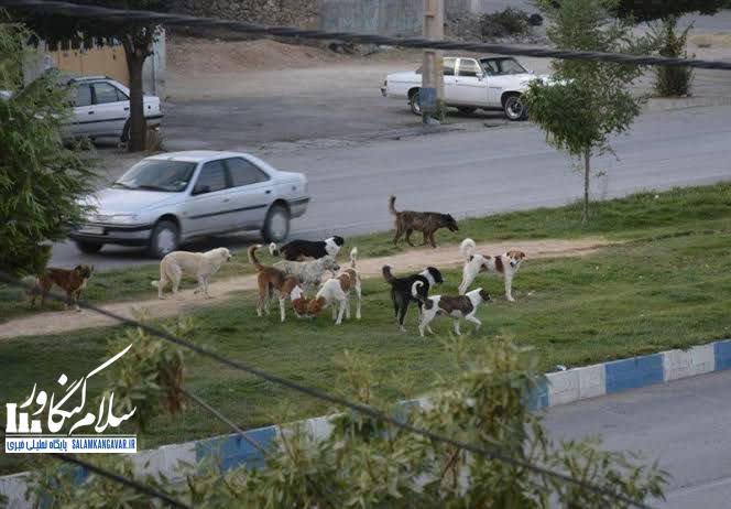 معضلات سگ های ولگرد در شهرستان کنگاور