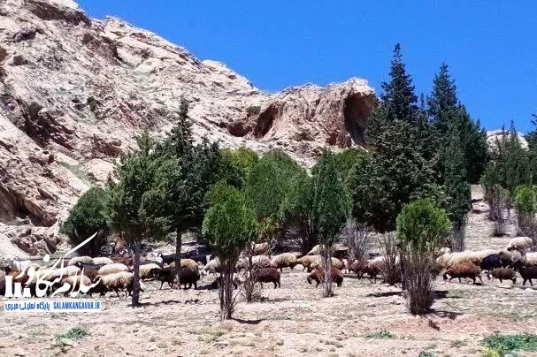 تداوم نگهداری دام در محدوده شهری کنگاور و پیامدهای زیستمحیطی، بهداشتی و حقوق شهروندی