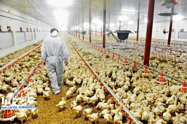 کرمانشاه در جمع ۳ استان برتر کشور از نظر جوجه ریزی