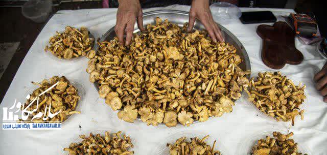 چند باور نادرست راجع به قارچهای سمی