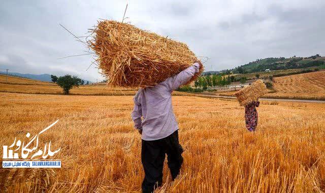 تولید ۲۲۸ همتی محصولات کشاورزی در کرمانشاه