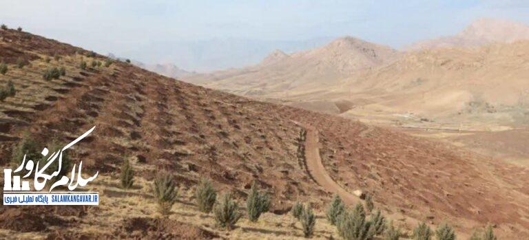 اجرای ۲۷۰ هکتار جنگلکاری مشارکتی در کرمانشاه