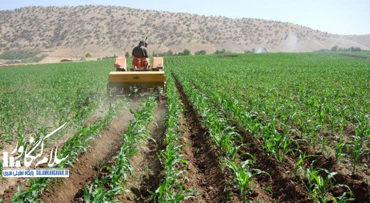تداوم تولیدات کشاورزی اولویت شرایط جنگی در کرمانشاه