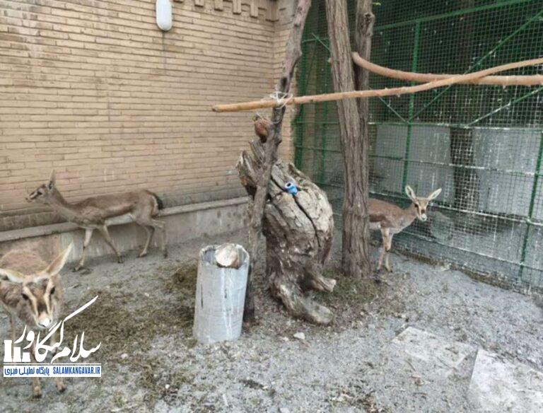 کشف و ضبط ۶ رأس آهو و سه قطعه فلامینگو در کرمانشاه از متخلفان