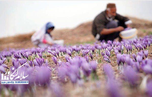 مزارع زعفران کرمانشاه ۲۰۰ هکتار توسعه می یابد
