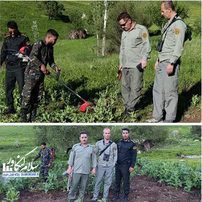 معدومسازی مزارع خشخاش در پناهگاه حیاتوحش بیستون