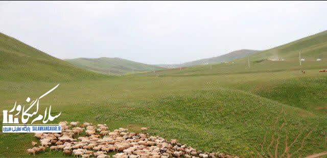 خطر بیابانزایی در کمین مراتع مرزی کرمانشاه