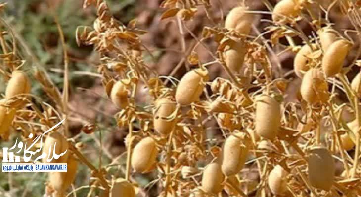 کل بذر نخود کشور در کرمانشاه تولید میشود
