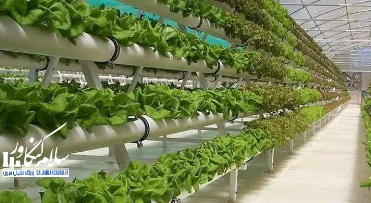 توسعه گلخانهها راهکار عبور از تنش آبی است