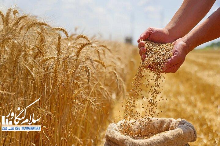 خرید ۱۰۰ هزار تن گندم در کرمانشاه/ کشاورزان گندم تولیدی را به مراکز خرید تحویل دهند
