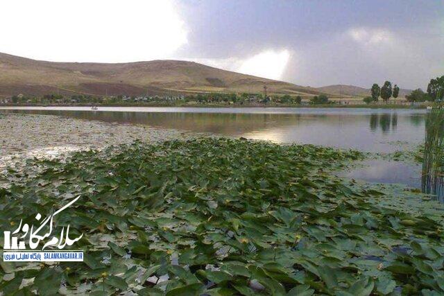 سراب نیلوفر شرایط خوبی دارد/ پیگیر بازسازی استخر روباز مجموعه هستیم