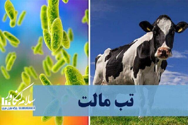 نکاتی برای پیشگیری از ابتلا به «تبمالت»