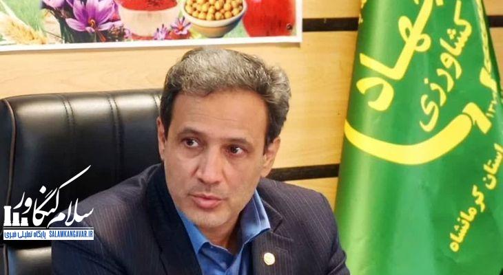 مزارع زعفران استان سالانه ۱۰۰ هکتار توسعه مییابد