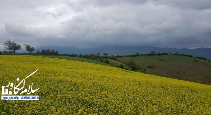 توسعه کشت ۸ هزار هکتاری کلزا در کرمانشاه