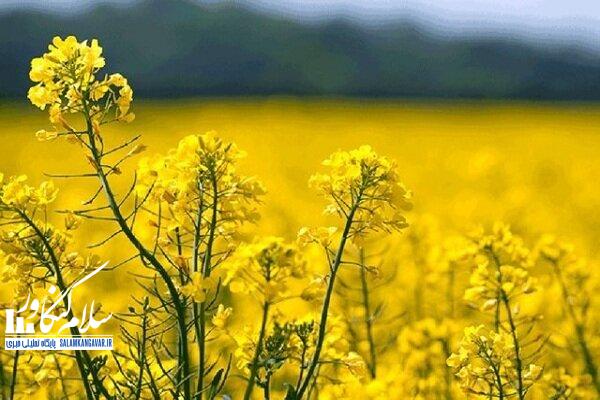 برنامهریزی برای کشت ۱۰۰۰ هکتاری کاملینا در کرمانشاه